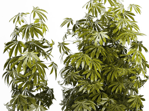 Collection bushes Garden Hemp Marijuana Cannabis Set 1488 3D 모델