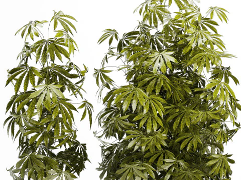 Cespugli da collezione Giardino Canapa Marijuana Cannabis Set 1488 Modello 3D