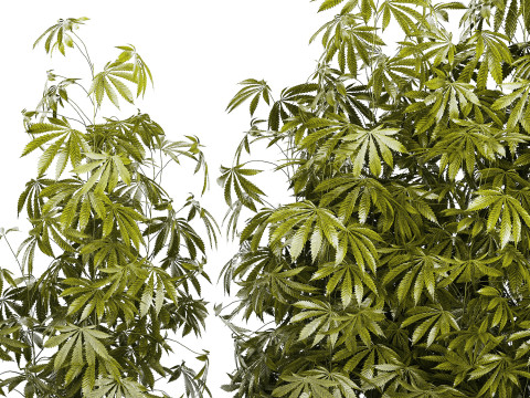 Collection bushes Garden Hemp Marijuana Cannabis Set 1488 3D 모델