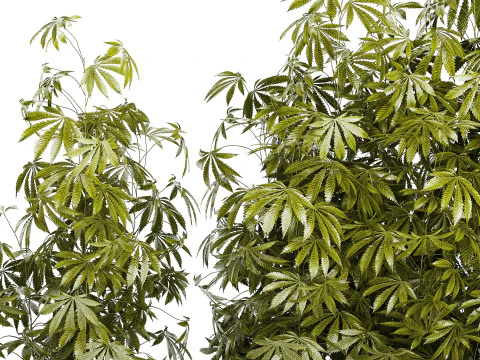 Cespugli da collezione Giardino Canapa Marijuana Cannabis Set 1488 Modello 3D