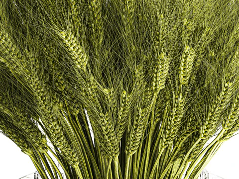 Green floral bouquet of wheat ears in a glass vase 610 3D Model