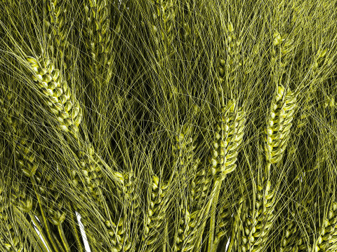 Green floral bouquet of wheat ears in a glass vase 610 3D 模型