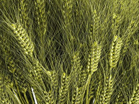 Green floral bouquet of wheat ears in a glass vase 610 3D Model