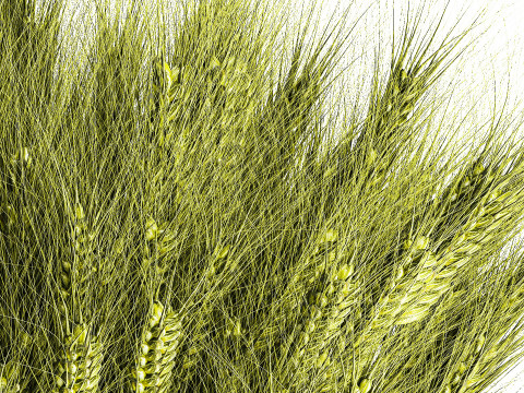Green floral bouquet of wheat ears in a glass vase 610 3D 模型