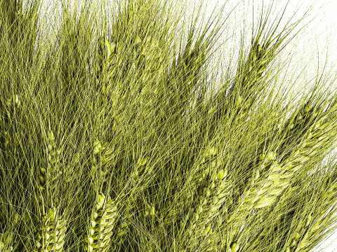 Green floral bouquet of wheat ears in a glass vase 610 3D Model