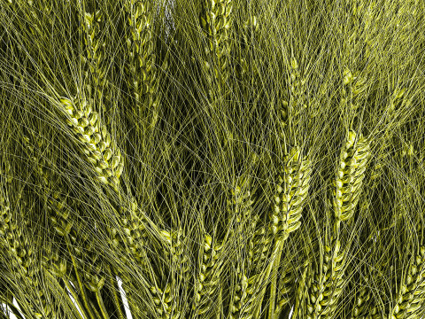 Green floral bouquet of wheat ears in a glass vase 610 3D 模型
