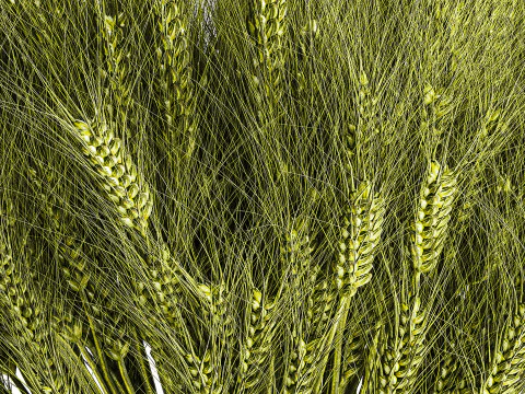 Green floral bouquet of wheat ears in a glass vase 610 3D Model