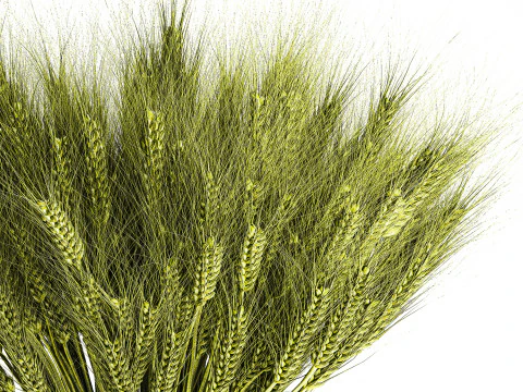 Green floral bouquet of wheat ears in a glass vase 610 3D Model