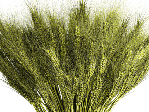 Green floral bouquet of wheat ears in a glass vase 610 3D 模型