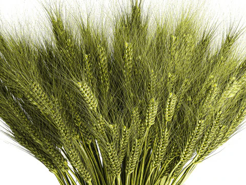 Green floral bouquet of wheat ears in a glass vase 610 3D Model