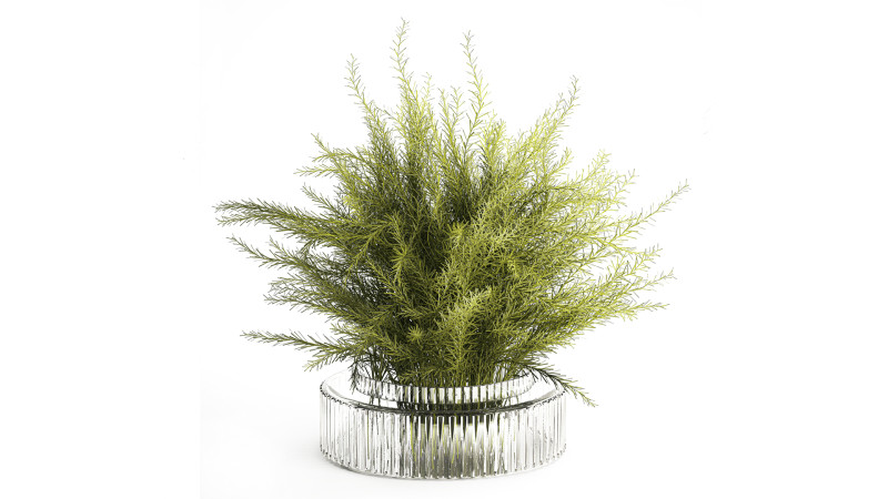 Floral green bouquet Asparagus branches glass vase 611 Model 3D .c4d .max .obj .3ds .fbx .stl .blend