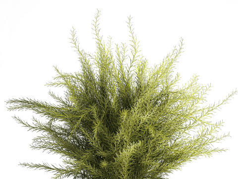 Floral green bouquet Asparagus branches glass vase 611 Model 3D