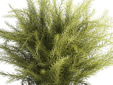 Floral green bouquet Asparagus branches glass vase 611 Model 3D