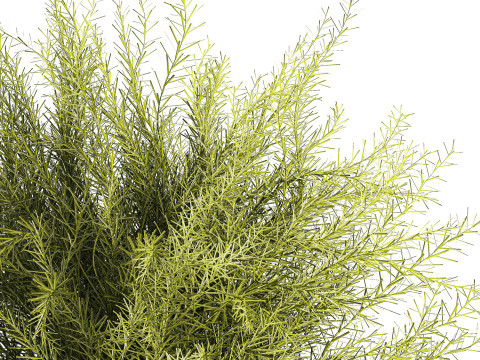 Floral green bouquet Asparagus branches glass vase 611 Model 3D