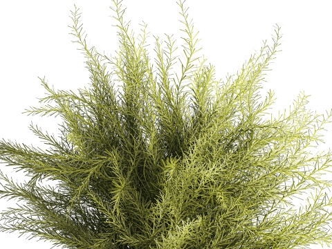 Floral green bouquet Asparagus branches glass vase 611 Model 3D