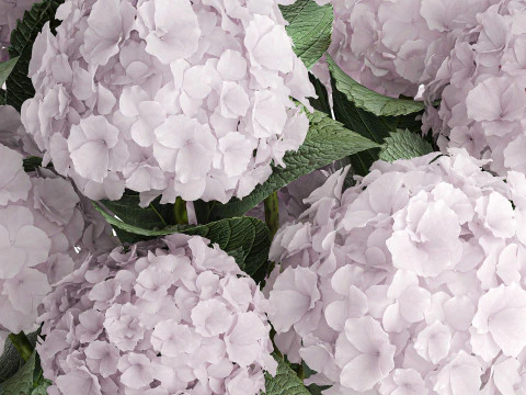 Modern Realistic Bouquet Vase Lilac Pink Hydrange 613 3D Model