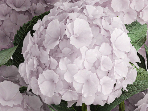 Modern Realistic Bouquet Vase Lilac Pink Hydrange 613 3D Model