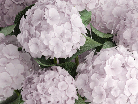 Modern Realistic Bouquet Vase Lilac Pink Hydrange 613 3D Model