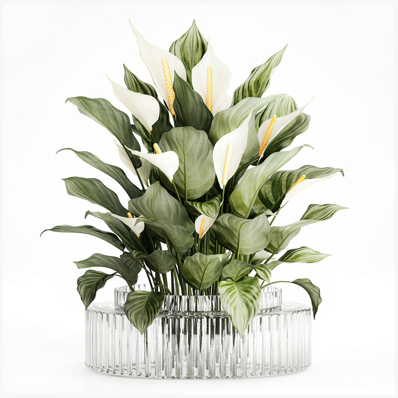 Realistic Bouquet Vase Green Leaves Spathiphyllum 614 3D 模型 .c4d .max .obj .3ds .fbx .stl .blend