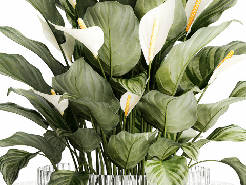 Realistic Bouquet Vase Green Leaves Spathiphyllum 614 3D 模型