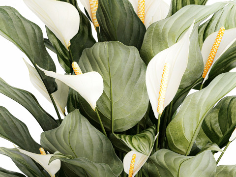 Realistic Bouquet Vase Green Leaves Spathiphyllum 614 3D 模型