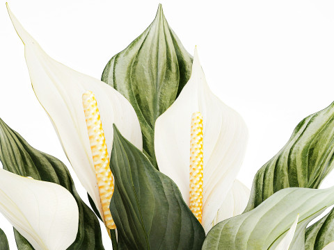 Realistic Bouquet Vase Green Leaves Spathiphyllum 614 3D 模型