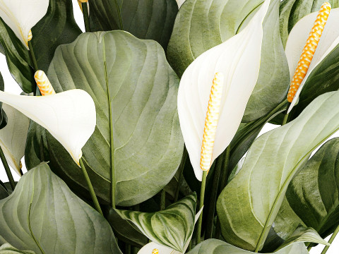 Realistic Bouquet Vase Green Leaves Spathiphyllum 614 3D 模型
