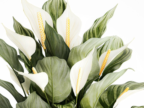 Realistic Bouquet Vase Green Leaves Spathiphyllum 614 3D 模型