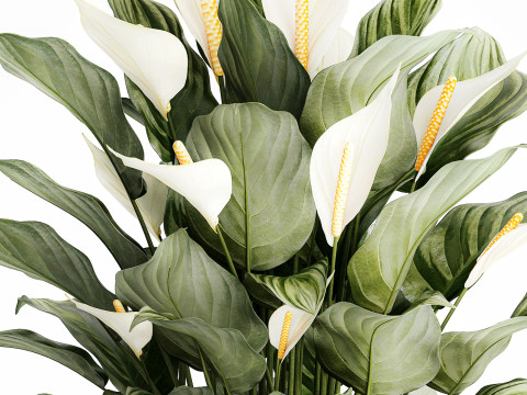 Realistic Bouquet Vase Green Leaves Spathiphyllum 614 3D 模型