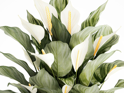 Realistic Bouquet Vase Green Leaves Spathiphyllum 614 3D 模型