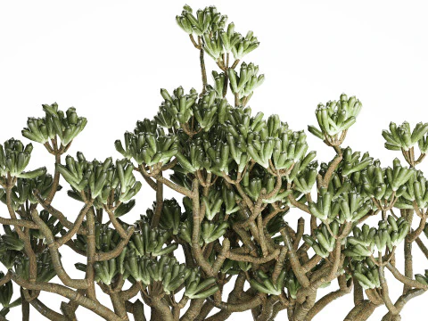 Bukiet Realistyczne Soczyste Kwiaty Nowoczesny Wazon 616 Model 3D