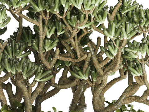 Bouquet Realistic Succulent Flowers Modern Vase 616 3D Model