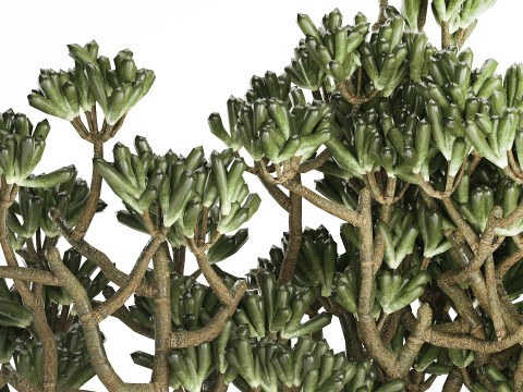 Bouquet Realistic Succulent Flowers Modern Vase 616 3D Model