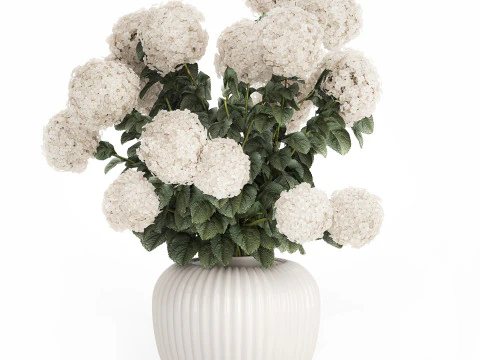 Sammlung wei&szlig;e realistische Hortensienstr&auml;u&szlig;e 617 3D Modell