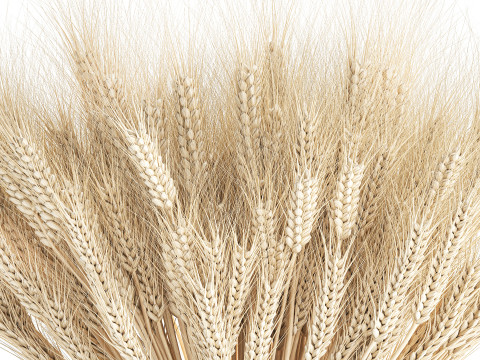 Realistic White Bouquet Wheat Ears Modern Vase 618 3Dモデル