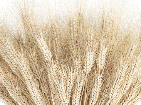 Realistic White Bouquet Wheat Ears Modern Vase 618 3D Model