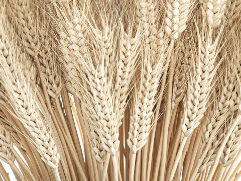 Realistic White Bouquet Wheat Ears Modern Vase 618 3D Model