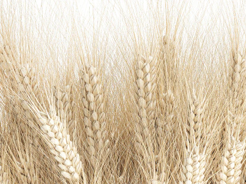 Realistic White Bouquet Wheat Ears Modern Vase 618 3D Model