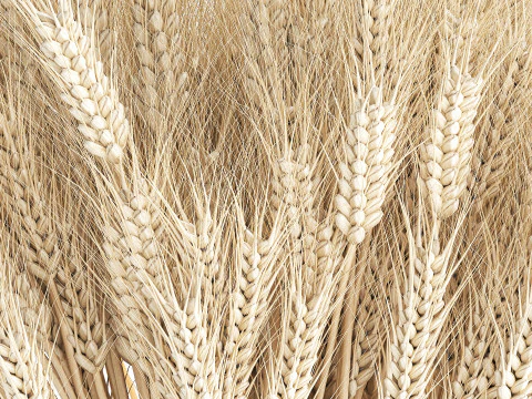 Realistic White Bouquet Wheat Ears Modern Vase 618 3D Model
