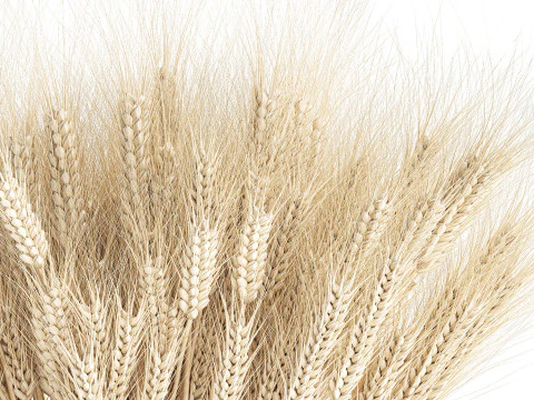 Realistic White Bouquet Wheat Ears Modern Vase 618 3D Model