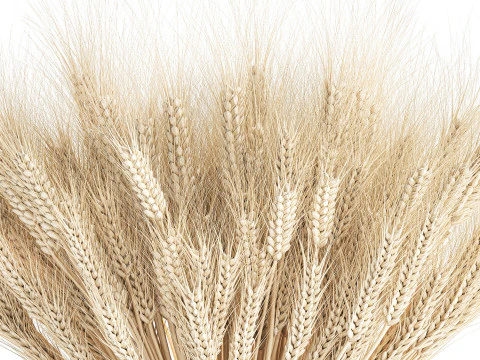 Realistic White Bouquet Wheat Ears Modern Vase 618 3D Model