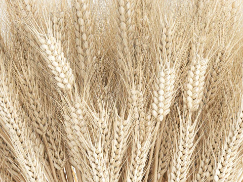 Realistic White Bouquet Wheat Ears Modern Vase 618 3D Model
