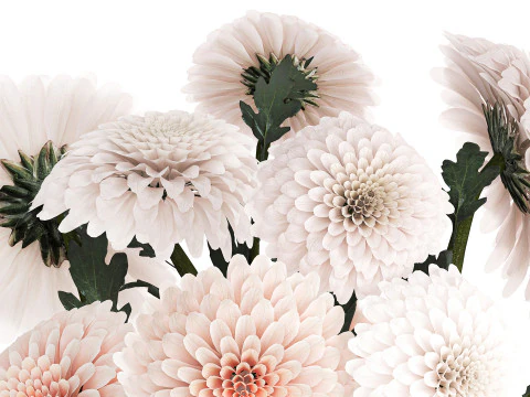 Realistic white Chrysanthemum bouquet modern vase 619 3D Model