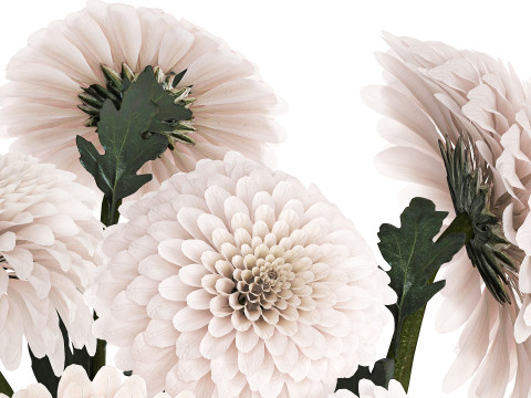 Realistic white Chrysanthemum bouquet modern vase 619 3D Modell