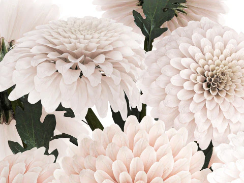 Realistic white Chrysanthemum bouquet modern vase 619 3D Model