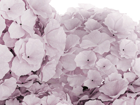 Modern Realistic Bouquet glass Vase Lilac Hydrangea 620 3D Model