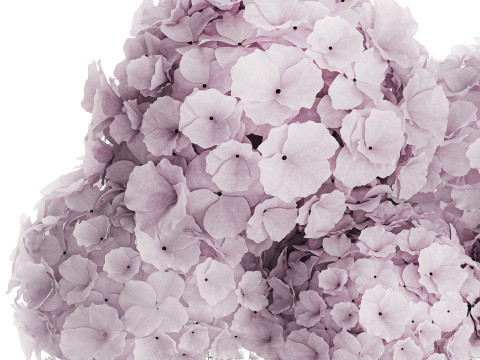 Modern Realistic Bouquet glass Vase Lilac Hydrangea 620 3D Model