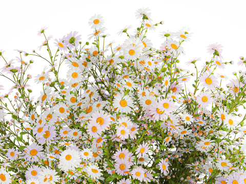 Realistic Bouquet Of White Daisy Flowers Chamomile glass vase 625 Modello 3D