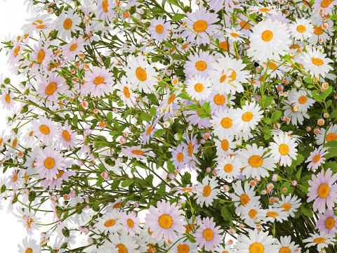 Realistic Bouquet Of White Daisy Flowers Chamomile glass vase 625 Modello 3D