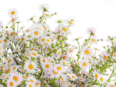 Realistic Bouquet Of White Daisy Flowers Chamomile glass vase 625 Modello 3D